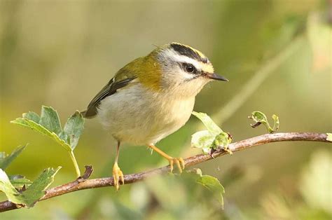 devon birds latest sightings|rare birds seen in devon.